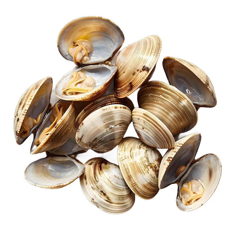 Littleneck Clams 100ct
